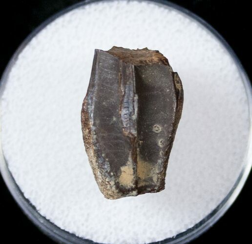 Hadrosaur (Duck-Billed Dinosaur) Tooth - Judith River #17643